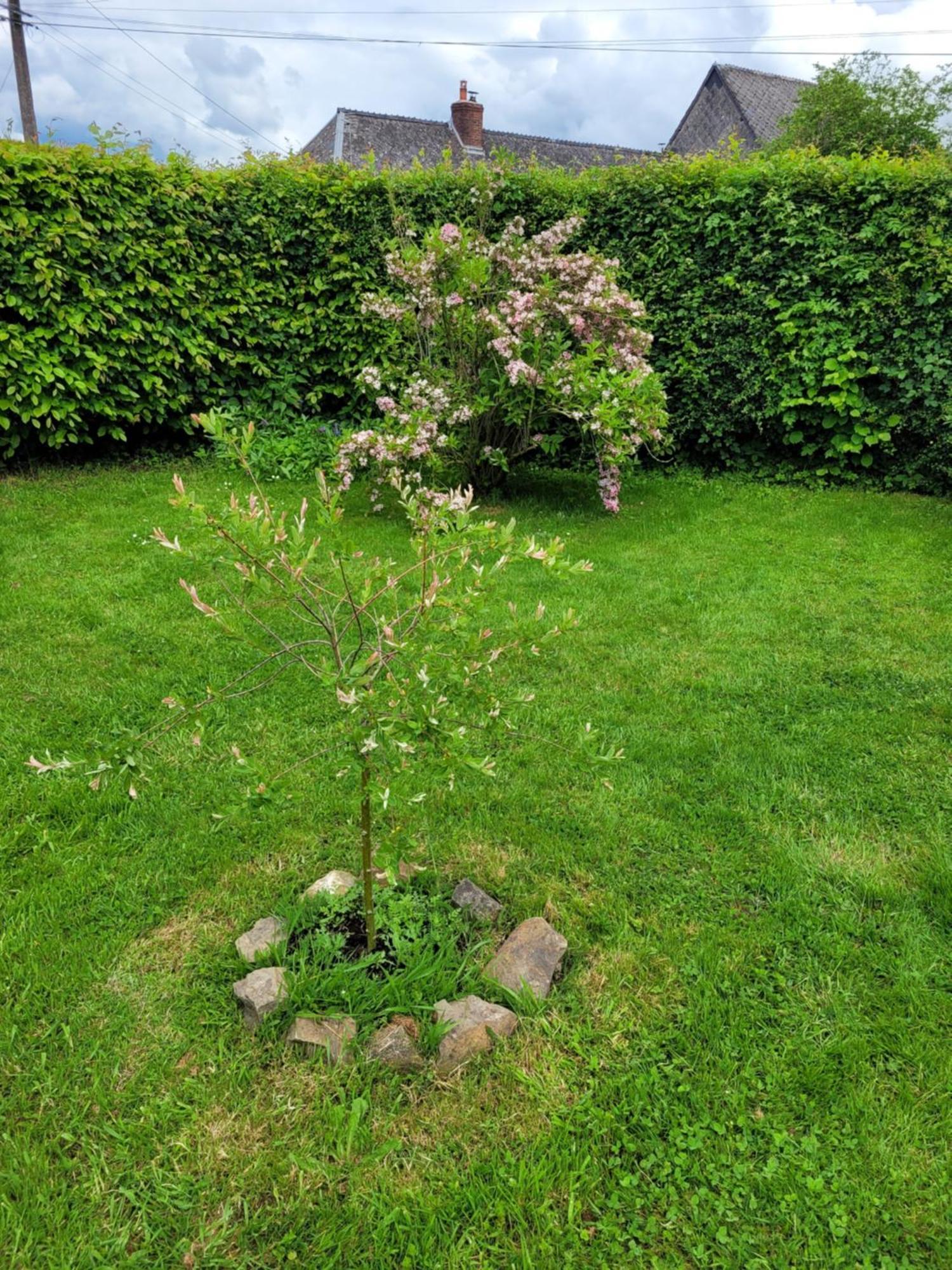 Wignehies Studio Bienvenue Du Cote De Chez Nous Avec Jardin Privatif מראה חיצוני תמונה